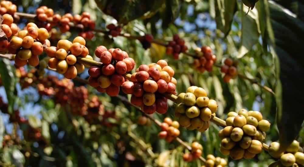 Robusta Kaffee Anbau