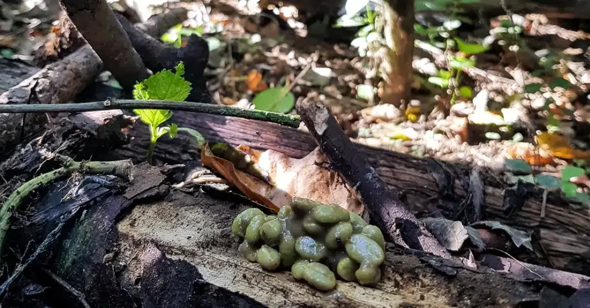 Kopi Luwak: Über Tradition, Geschmack und eine Bio-Farm in Indonesien