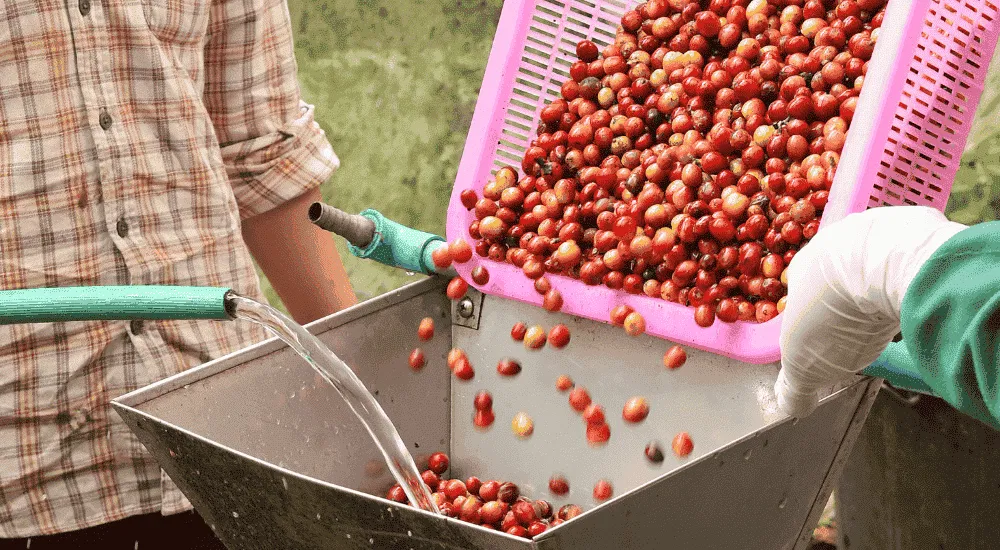 Kaffeeaufbereitung - Washed Coffee
