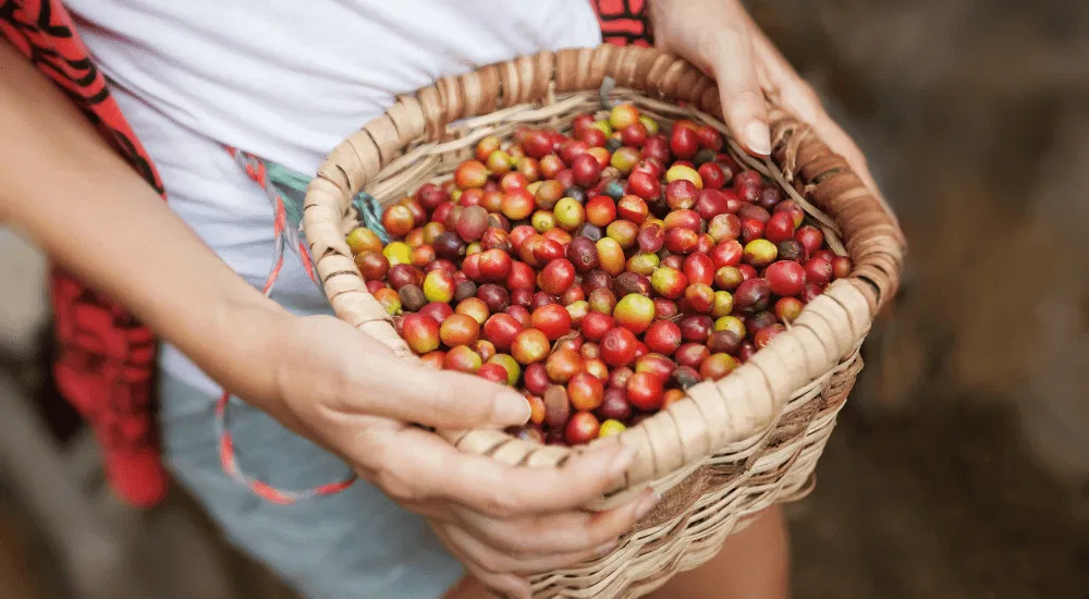 Kaffeeanbau in Kolumbien