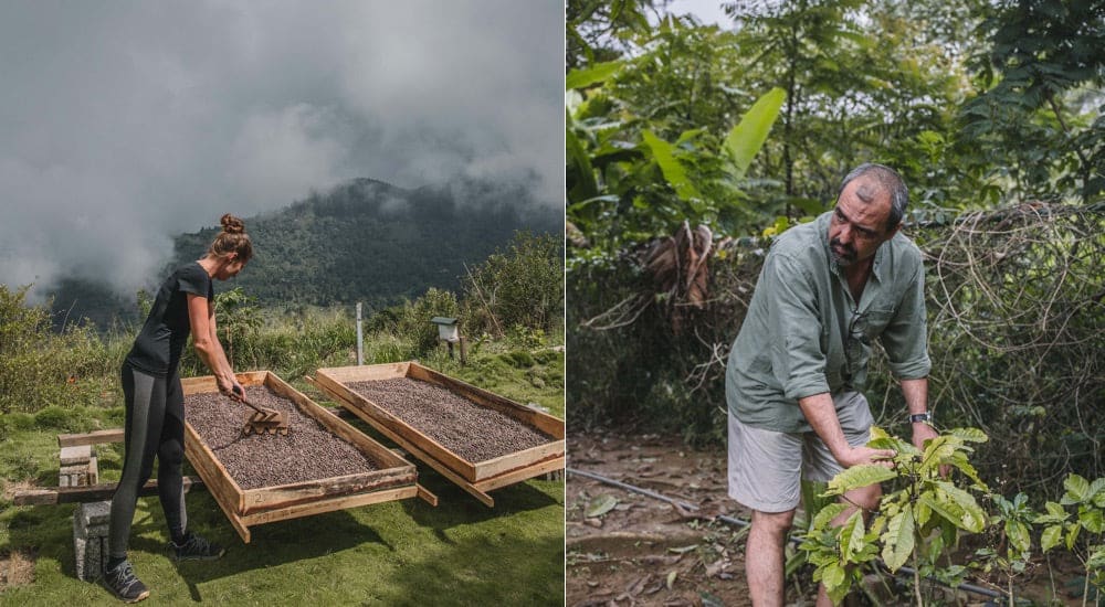 Permakultur im Kaffeeanbau Sri Lanka - Avaagama Organic Farm