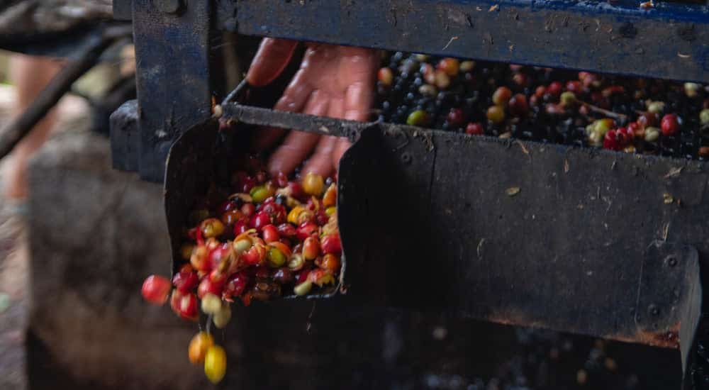 Thailand Kaffee Chiang Mai - Bohnen waschen per Hand