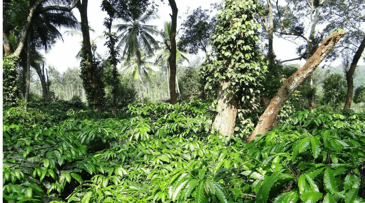 Kaffee aus Indien: Anbauregionen, Geschmack & die Kraft des Monsuns