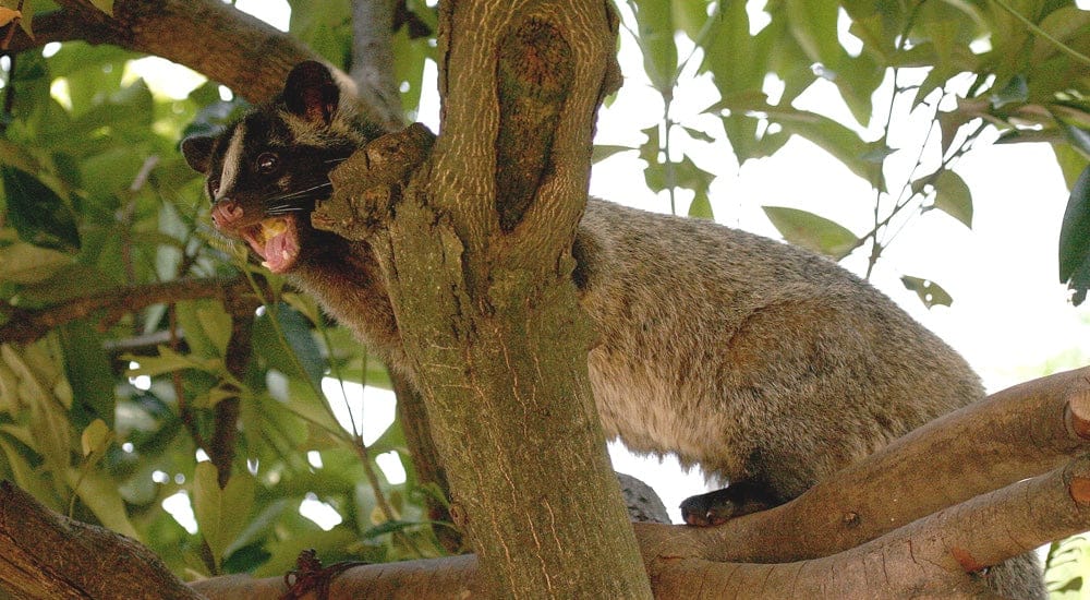 Masked Palm Civet - Kopi Luwak