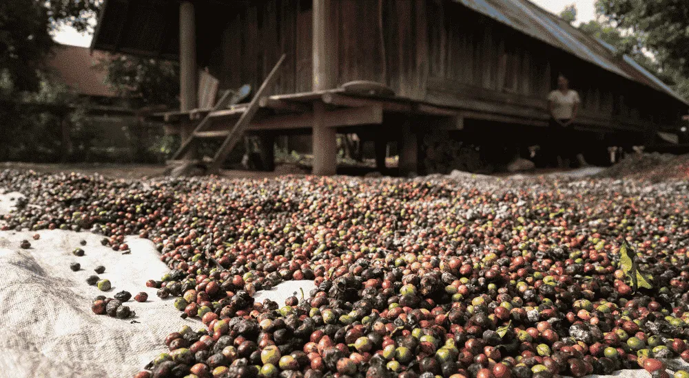 Kaffeeaufbereitung - Natural Coffee - Sonnengetrocknet