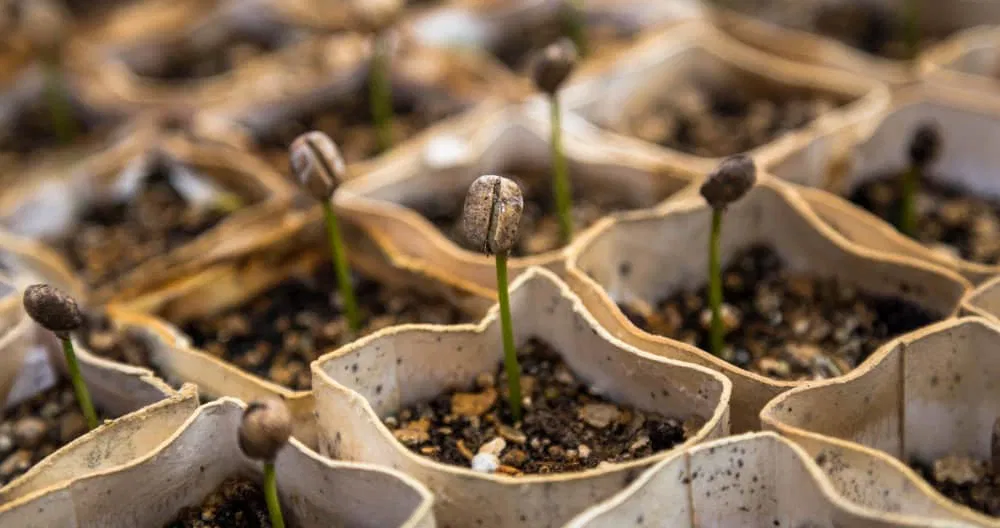 Kaffeepflanze selber anbauen