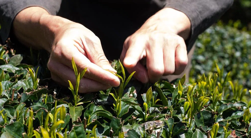 Matcha: Grüntee Ernte