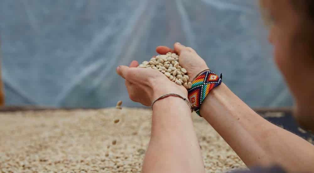 Kaffeeanbau in Kolumbien - Soul Seed Coffee aus einer Hand