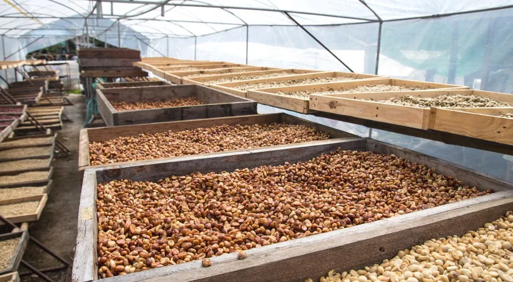 Kaffeekultur Kaffeetrends Asien - Honey Processing