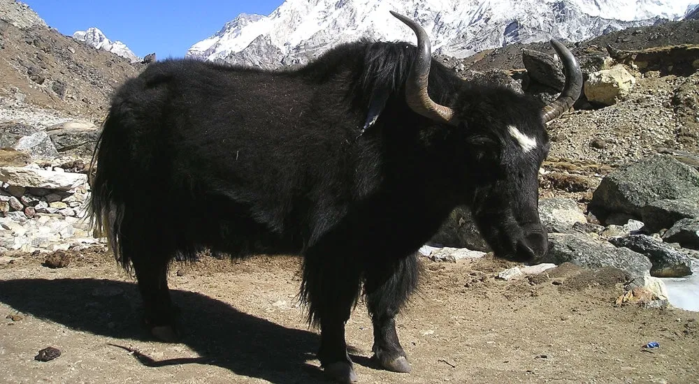 Bulletproof Coffee - Yak-Butter