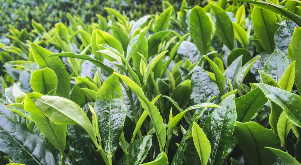 Teearten und Teesorten: Teepflanze