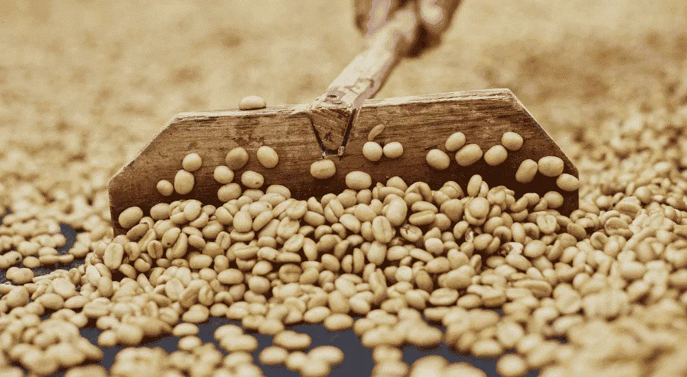 Kaffeeaufbereiung - Grüne Bohnen