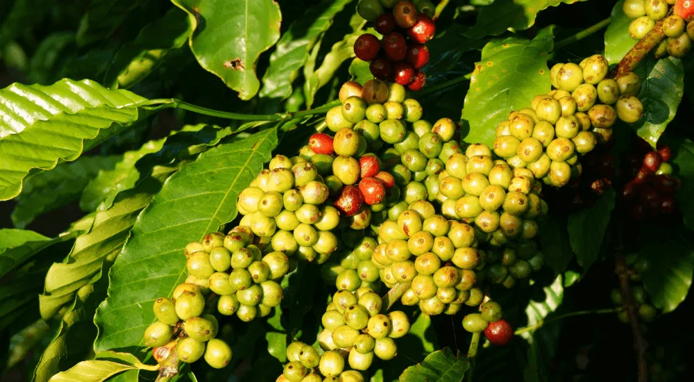 Vietnamesischer Kaffee