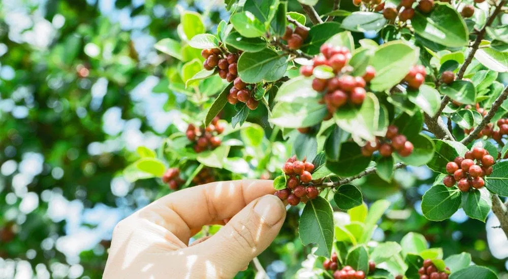 Bio Siegel - Biokaffee