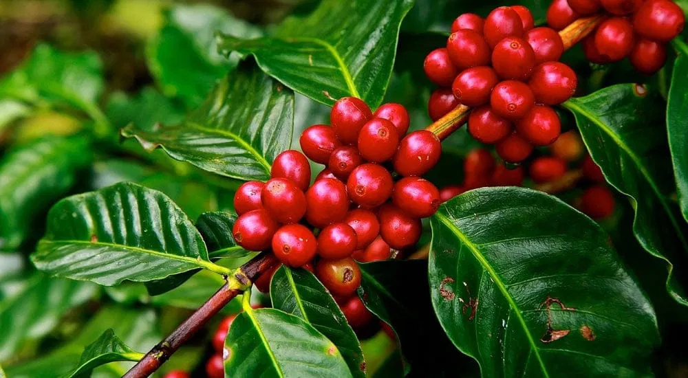 Kaffeehaus - Kaffeebohnen