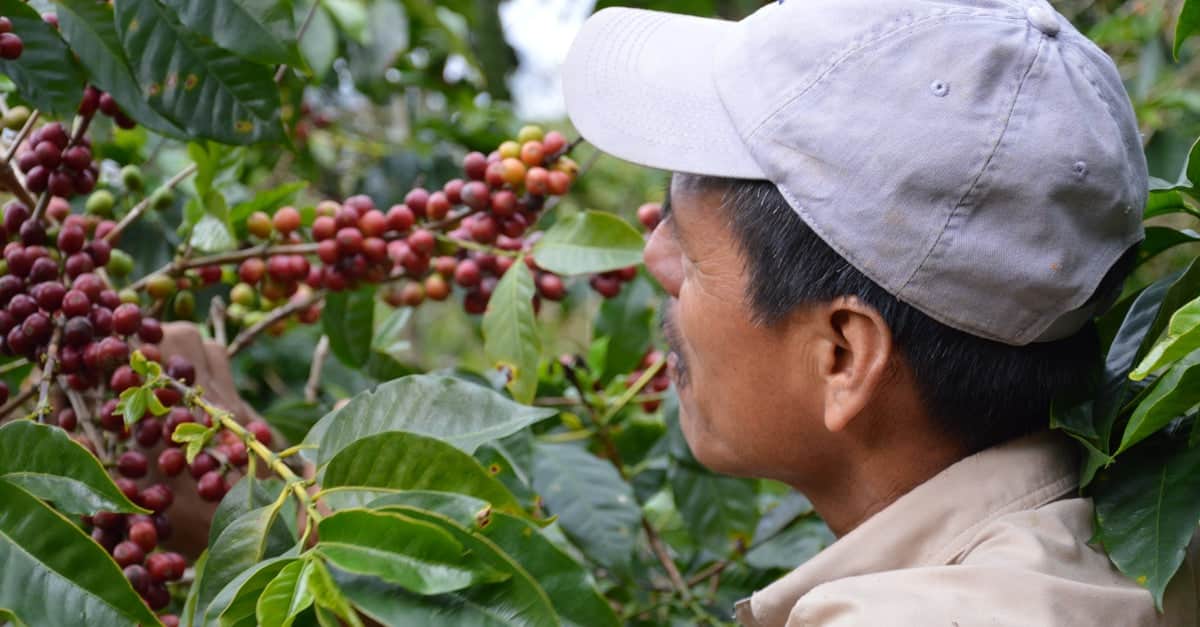 Fairtrade Kaffee - Pflücker