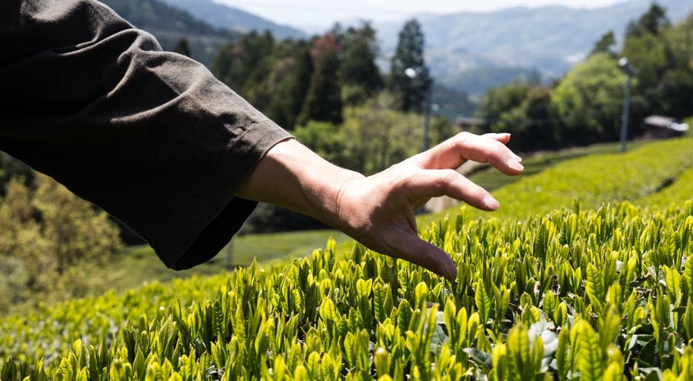 Grüner Tee: Picking