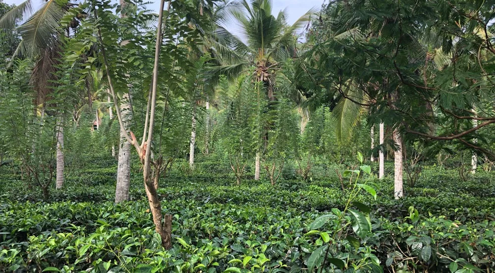 Ceylon Tee - Handunugoda Tea Estate