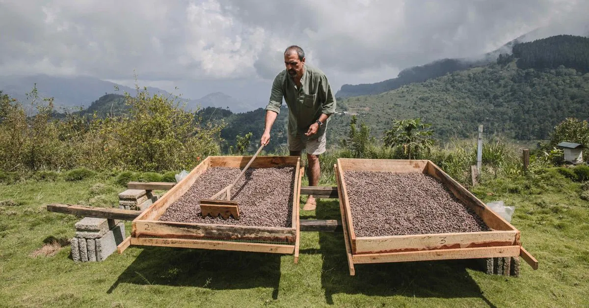 Permakultur im Kaffeeanbau: So wächst ökologischer Kaffee in Sri Lanka