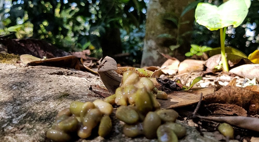 Kopi Luwak - Luwak Bohnen-Kot