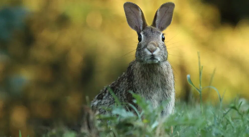 Osterbrunch Osterhase