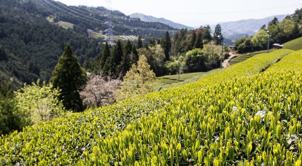 Teekampagne - Teefarm