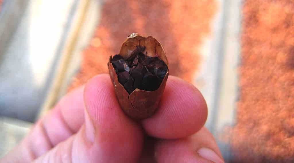 Eine Kakaobohne in ihrer nat&uuml;rlichen Form