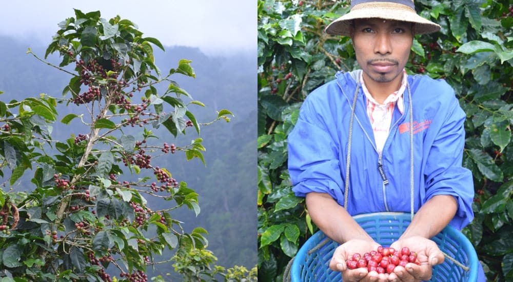 Mexiko Kaffee - Chiapas