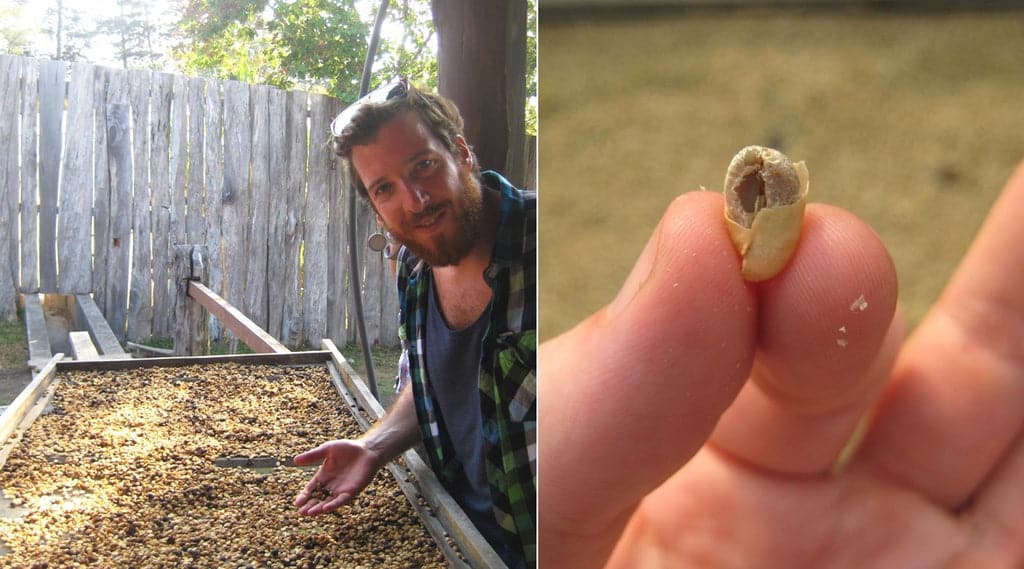 Kaffeebohnen beim Trocknen und nach dem H&auml;uten