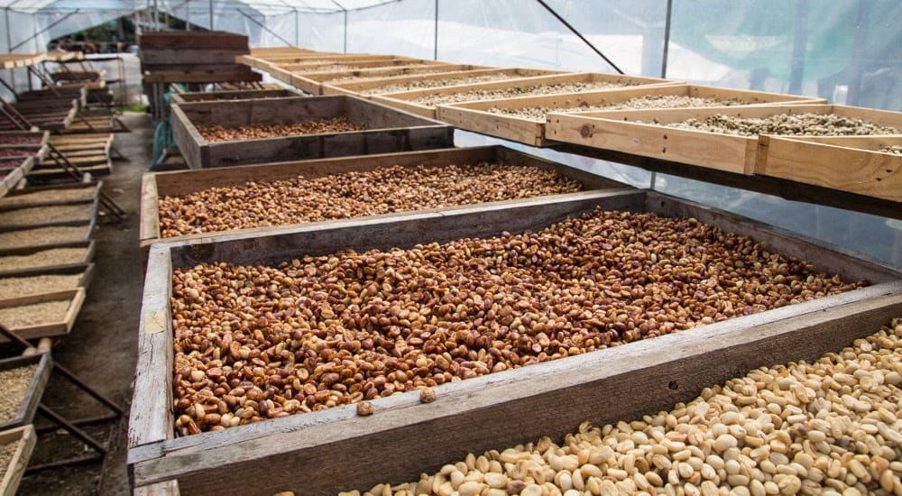 Kaffeeaufbereitung - Honey Processing