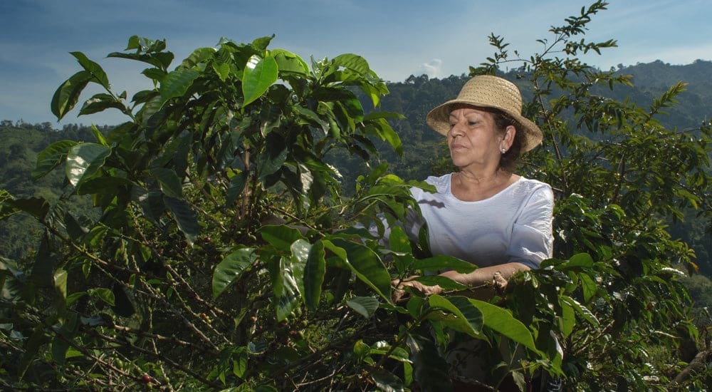 Arabica Kaffee Anbau