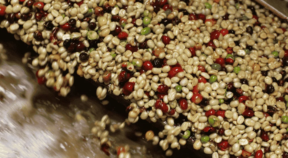 Kaffeeaufbereitung - Anaerobe Fermentation