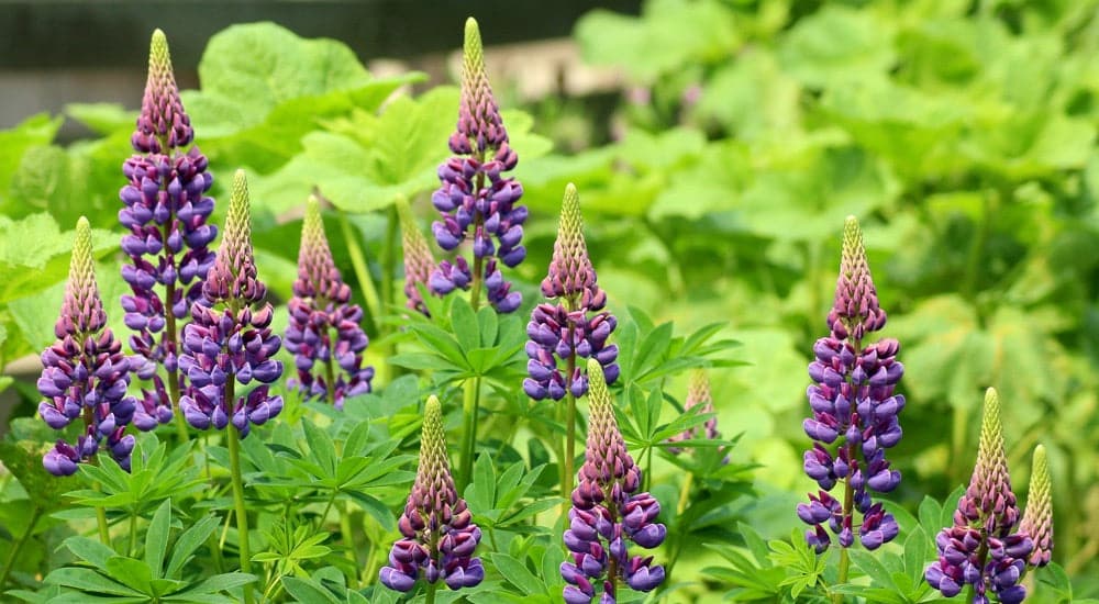 Lupinenkaffee - Lupinen