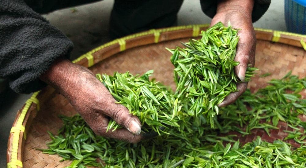 Teesorten und Teearten - Camellia sinensis sinensis