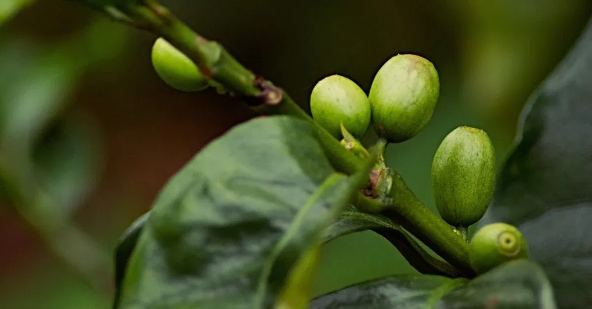Ecuador – Das Kaffeegeheimnis Vilcabambas
