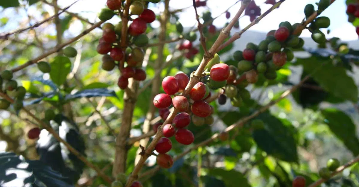 Kaffeelikör - Kaffeekirschen